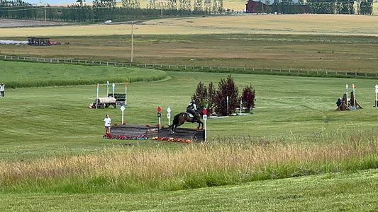 large green field of grain mowed down for a path for a horse and rider to ride cross country over jumps.