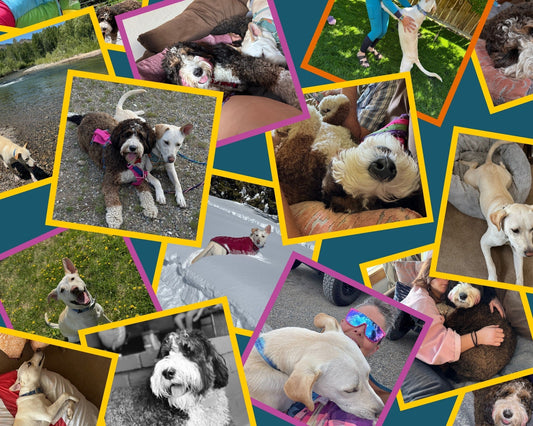 A photo collage of two dogs doing different activities. Walking with a tall person, snuggling with a tall person, playing in the snow, and making silly faces.